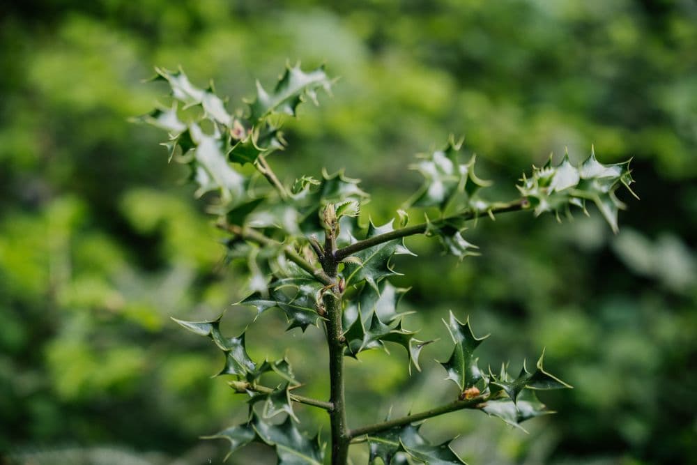 Photo of person walking in forest