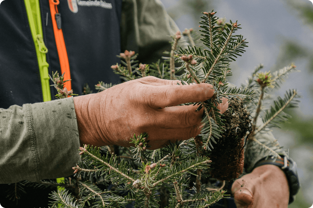Photo Martin Bertsch with seedling