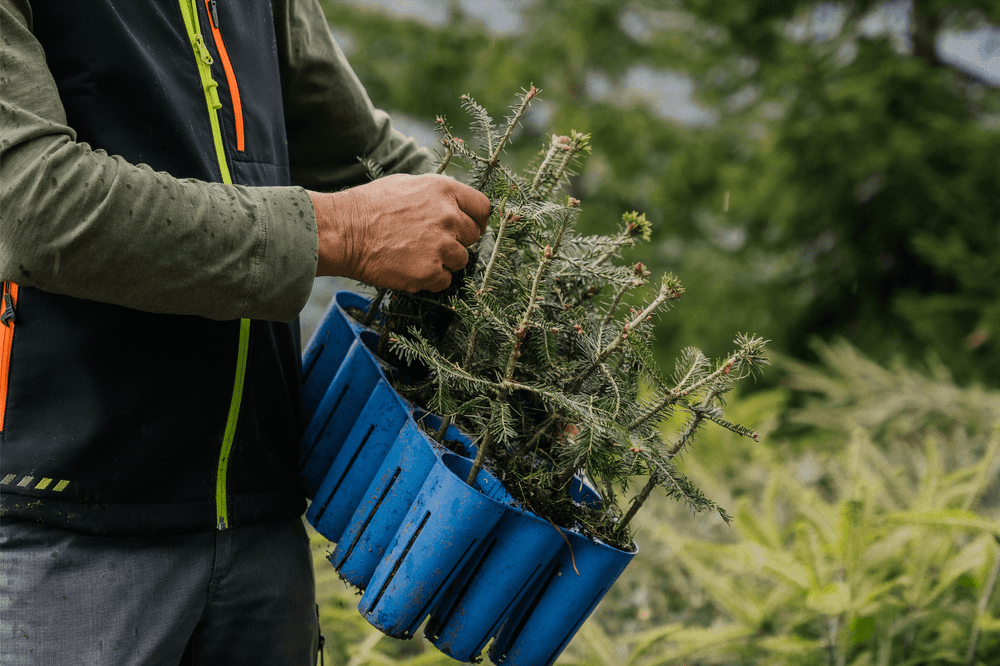 men is holding small seedlings
