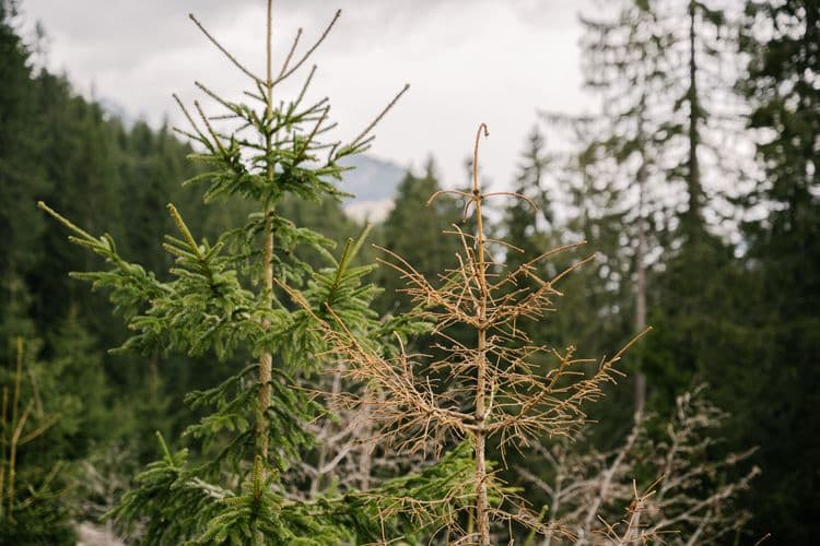 image FBG Klostertal