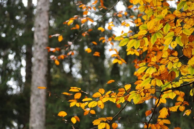 Tree leaves in autumn