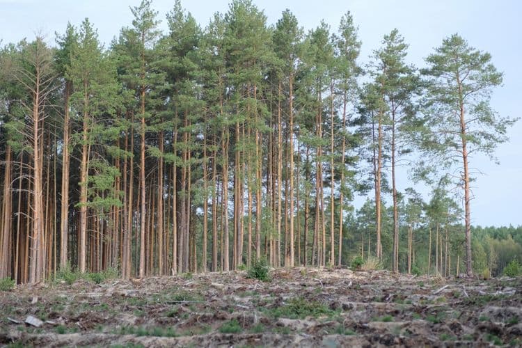 A forest in danger