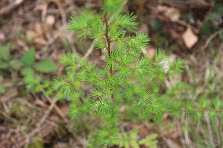 Young freshly planted tree