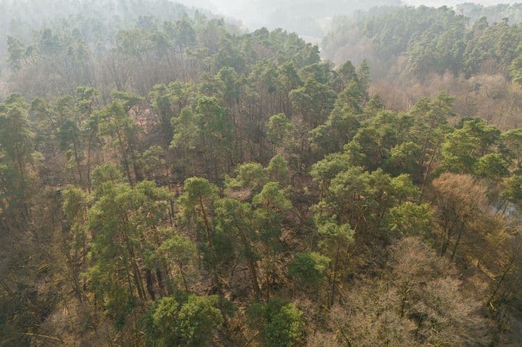 Forest from above
