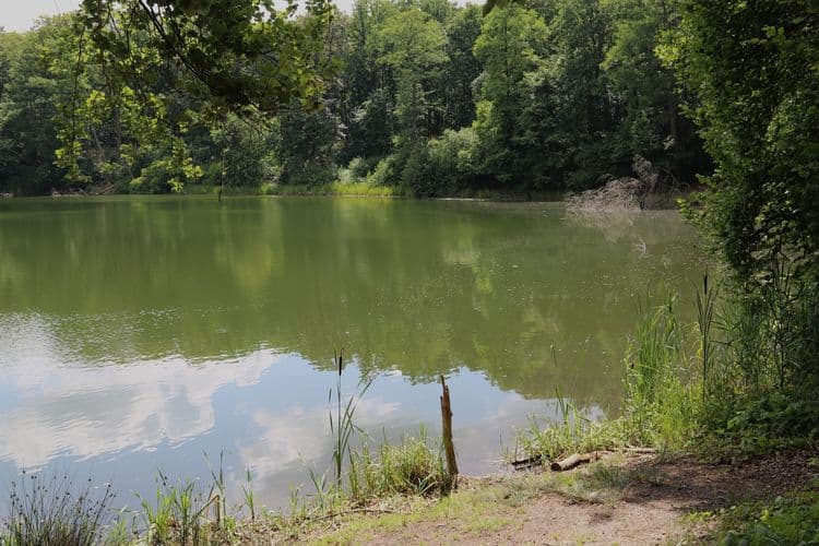 Small lake surrounded by forests