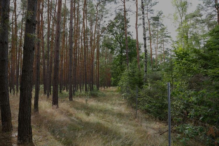Fence between two forests