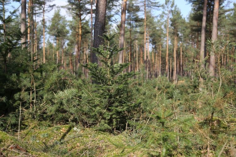 Young tree in a forest